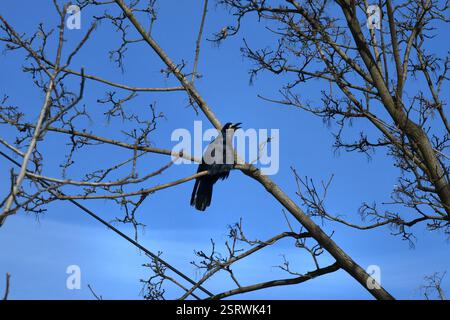 european greenfinch, chloris chloris, sitting on berries twig in winter. Colorful bird looking on branch during snowstorm. Yellow songbird resting on Stock Photo