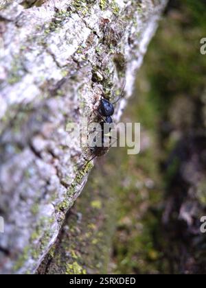 Eastern Black Carpenter Ant (Camponotus pennsylvanicus), Insecta, Toronto, ON M6J 1G3, Canada, A moss canyon in a tree trunk was home to a teeming colony of carpenter ants. Stock Photo
