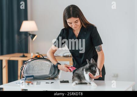 Sitting on the table. Cute little rabbit is in the grooming studio. Stock Photo