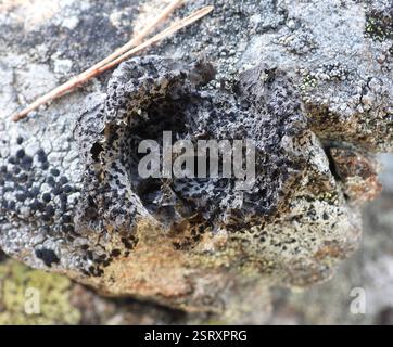 Lichen Rizoides Greater Salted Rocktripe Lichen (Umbilicaria proboscidea) Fungi Stock ...
