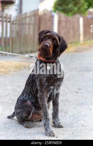 German Wirehaired Pointer also know as Drahthaar sitting. German wire-haired hunting dog. Stock Photo