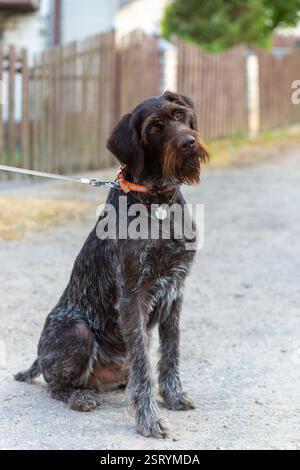 German Wirehaired Pointer also know as Drahthaar sitting. German wire-haired hunting dog. Stock Photo