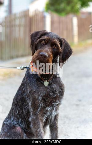 German Wirehaired Pointer also know as Drahthaar sitting. German wire-haired hunting dog. Stock Photo