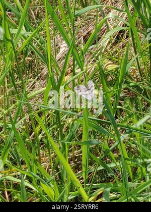 Manchester Moth Manchester Treble-bar Moth (Carsia sororiata Stock Photo - Alamy
