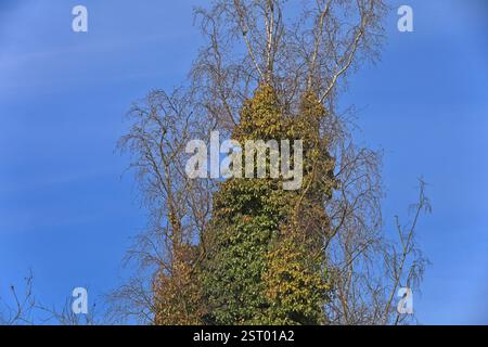 Die Risiken des Efeu an Bumen BEARBEITET: Der gewhnliche Efeu umwindet  Bume bis in groe Hhen *** The risks of ivy on trees WORKED The common  ivy entwines trees up to great