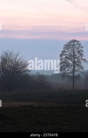 "The image shows a lonely tree against a twilight sky in shades of orange and pink. The silhouettes of trees and grasses create an enchanting landscap Stock Photo