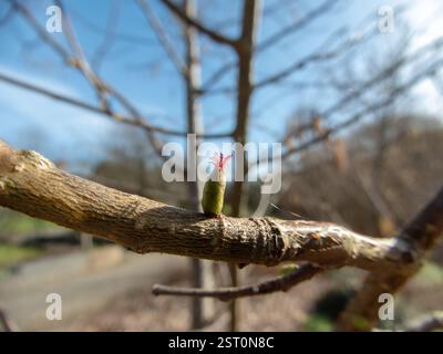 Corylus avellana bud with female flower. Bright red visible styles. Common hazel flowering branch in the spring. Hazelnut flower close-up. Stock Photo