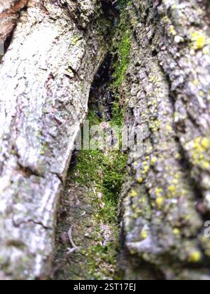 Eastern Black Carpenter Ant (Camponotus pennsylvanicus), Insecta, Toronto, ON M6J 1G3, Canada, A moss canyon in a tree trunk was home to a teeming colony of carpenter ants. Stock Photo