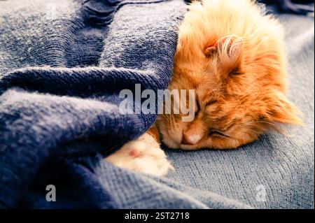 Orange tabby cat sleeping in the sunshine in a blue blanket Stock Photo