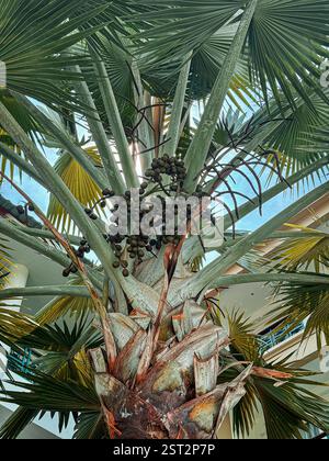 Majestic Palm Tree with Brown Fruit Clusters2 A towering palm tree with large fan-shaped leaves, featuring several clusters of brown fruits Stock Photo