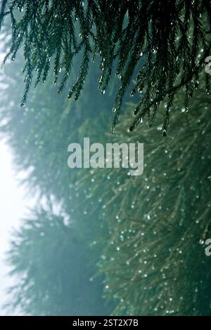 Monsoon Dew drops in a pine leaves. Stock Photo