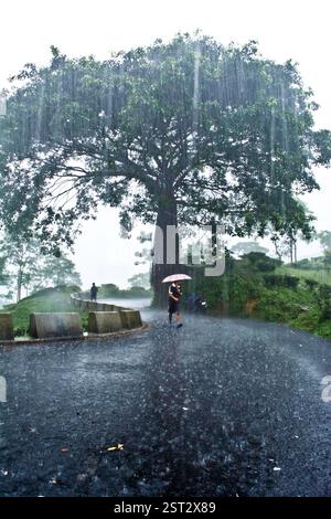 “A lone man walks the rainy road, while the old tree behind stands like time itself—rooted, silent, and watching the world drift by.” Stock Photo