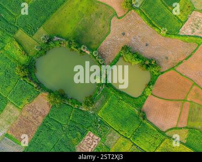 Heart Rice Paddy Vibrant green rice fields stretching across the valley with a small ...