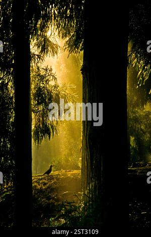 The lonely crow in the more dew drops. Stock Photo