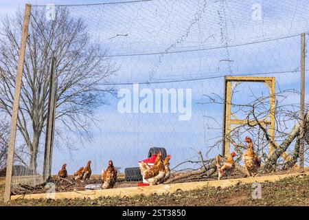 Free-range chickens in a cage in the countryside Stock Photo