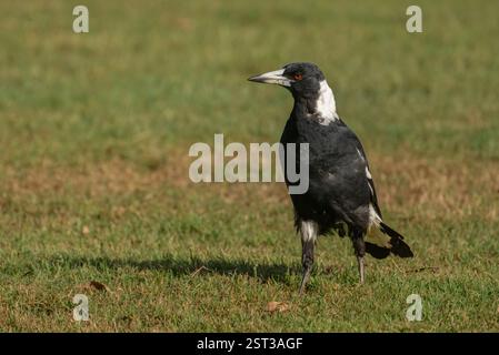 Australian magpie (Gymnorhina tibicen) black-and-white bird with long, pale bill with dark tip is a medium-large songbird found throughout mainland Au Stock Photo
