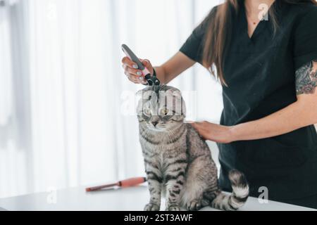 On the table. Scottish fold cat is in the grooming salon with female veterinarian. Stock Photo