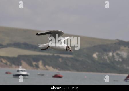 black headed gull flying, landscape Stock Photo