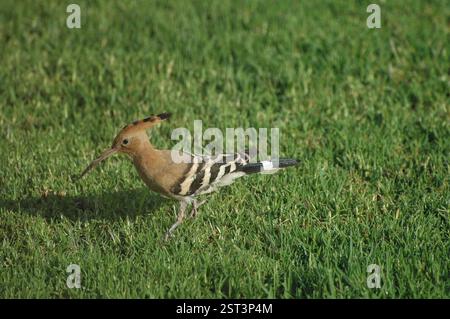 foraging hoopoe Stock Photo
