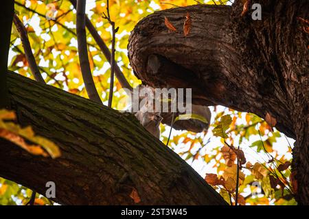 A squirrel eating an acorn on tree branches during autumn season in Greenwich park, London Stock Photo