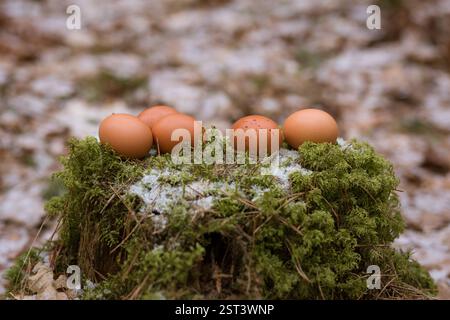 5 brown chicken eggs on the moss in the woods Stock Photo