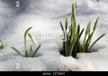 Snowdrops in spring among the snow. Flower background. A bush of early spring flowers Stock Photo
