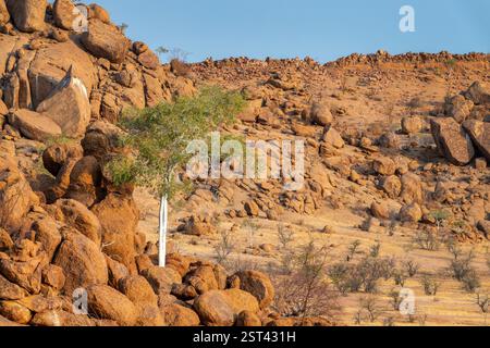 White trunk Sheperd tree growing in the roks in Damaraland, Namibia ...