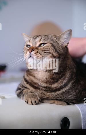 The cat is striped calm on the bed he is stroked Stock Photo