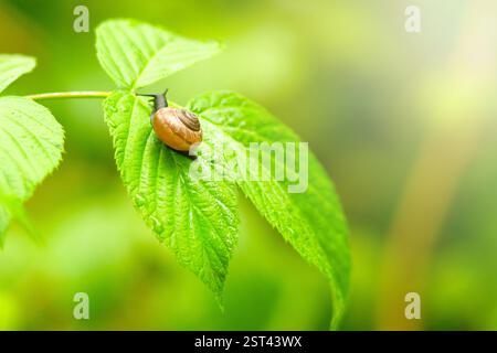 neat snail crawls on a delicate leaf in the morning rays Stock Photo