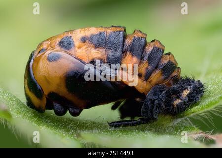 7-spot Ladybird pupa (Coccinella septempunctata) on plant leaf. Tipperary, Ireland Stock Photo