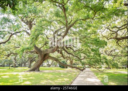 Large sprawling oak tree with twisting branches in a sunlit park Stock Photo