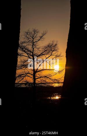 Silhouetted tree against a golden sunset framed by dark trunks Stock Photo