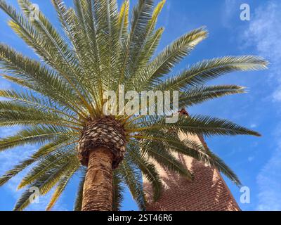 Palm tree with lush green fronds against a blue sky and brick tower Stock Photo