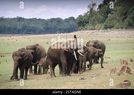 Wild Elephants (Elephas maximus) tusker, Kabini National Park, Karnataka, india Stock Photo