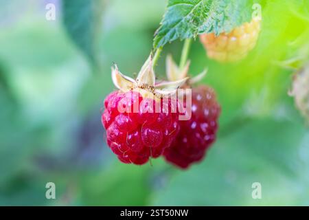 Two raspberry berries on a bush in the sunshine. Healthy food. Red raspberry grows. Stock Photo