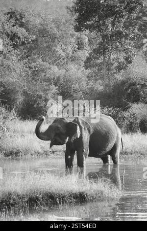 Indian Elephant (Elephas maximus), Bandipur national park, Karnataka, India, Asia Stock Photo
