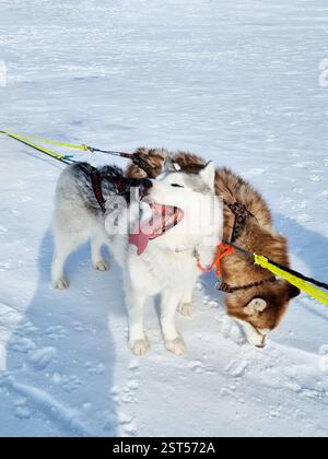 Two Siberian Huskies in harnesses on a snowy field, ready for sledding, with a picturesque winter view. Stock Photo