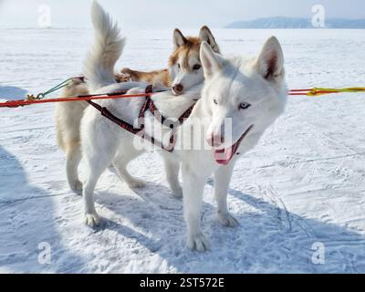 Two Siberian Huskies in harnesses on snowy terrain, ready for sledding, with a scenic winter background. Stock Photo