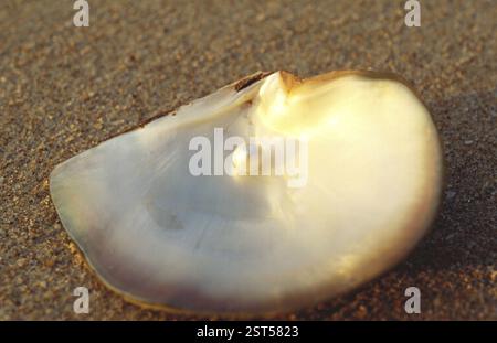 Pearl in shell, india Stock Photo