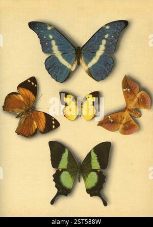 Insects, Five artistic colorful Morfo mounted butterflies & moths Stock Photo