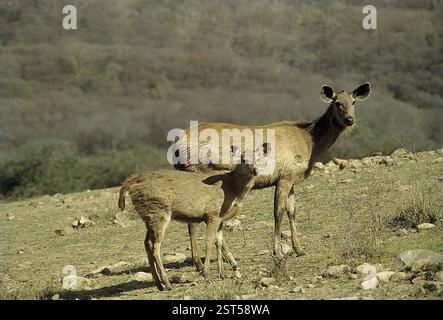 Sambar, Stag and doe (cervus unicolor), Bandipur wildlife sanctuary, Karnataka, India, Asia Stock Photo