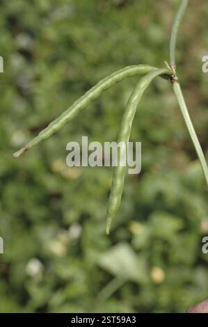 Chavli Math Green Two green pea pods hanging isolated on white background. Package design ...