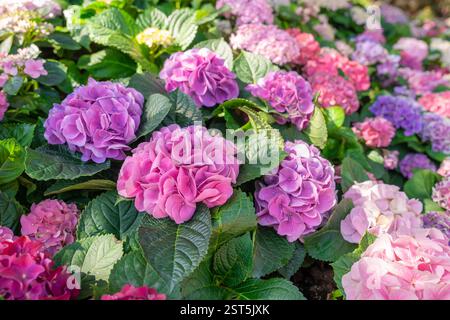 Pink and Blue Mophead Hydrangea macrophylla ‘Endless Summer’ in flower. Stock Photo