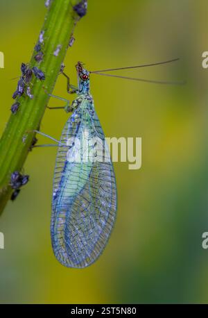 Perla Insect Green Lacewing (Chrysopa perla) hunting for aphids. It is an insect in ...