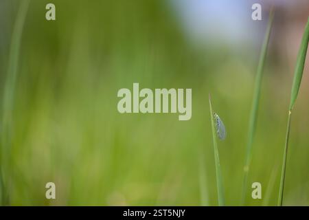 Portrait of a lacewing (Chrysopa perla) in a meadow Stock Photo