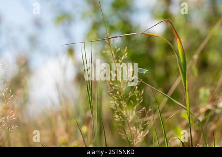 Portrait of a lacewing (Chrysopa perla) in a meadow Stock Photo