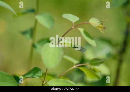 Resting adult lacewing in nature Stock Photo