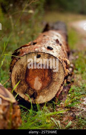 Old pine tree trunk cut in the forest Stock Photo