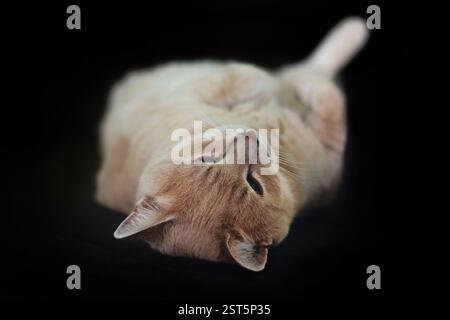 Cute funny cat lying on it's back Stock Photo