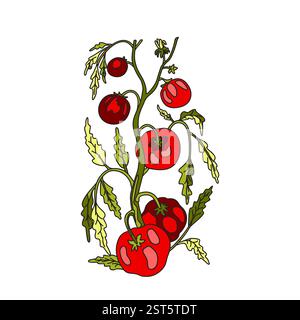 Botanical drawing of growing tomatoes on branches with leaves and fruits isolated on white background. Hand drawn colorful cartoon plant with stems an Stock Vector
